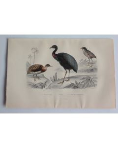 Gravure BUFFON Tinamou Agami Roi des fourmilières Oiseaux XIXe siècle