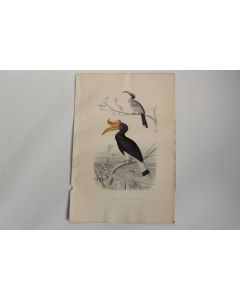 Gravure BUFFON Tock Calao rhinocéros Oiseaux XIXe siècle