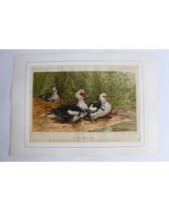 Gravure Canards de Barbarie Journal agriculture