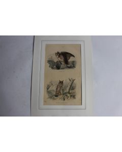 Gravure Grand Duc Hibou TRAVIES Histoire naturelle BUFFON