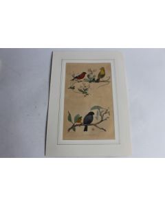 Gravure oiseaux Bouvreuil TRAVIES Histoire naturelle BUFFON