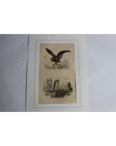 Gravure oiseaux Chouette Effraie TRAVIES Histoire naturelle BUFFON
