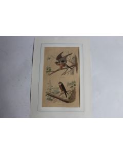 Gravure oiseaux Cresserelle TRAVIES Histoire naturelle BUFFON