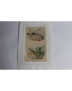 Gravure oiseaux Ibis Courlis TRAVIES Histoire naturelle BUFFON