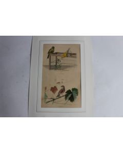 Gravure oiseaux Serin Linotte TRAVIES Histoire naturelle BUFFON