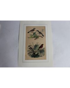 Gravure oiseaux TRAVIES Histoire naturelle BUFFON