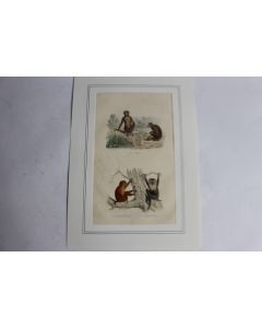 Gravure Primates singes TRAVIES Histoire naturelle BUFFON