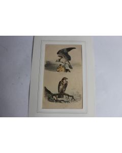 Gravure Rapaces TRAVIES Histoire naturelle BUFFON