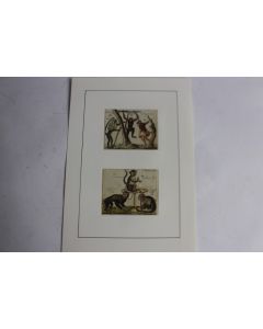 Gravure Singes primates Schmuzer Histoire naturelle BUFFON