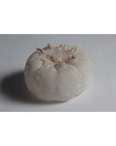 Giovanni CENEDESE Sculpture Tomate verre soufflé Murano