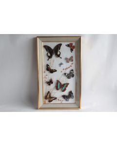 Tableau Papillons naturalisés entomologie