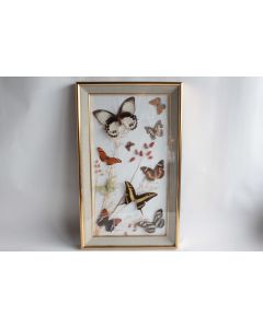 Tableau Papillons naturalisés entomologie