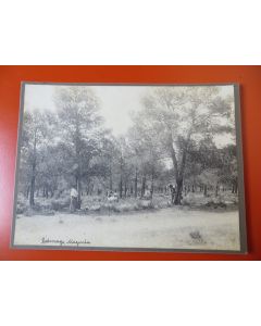 Photo Société Française d'Exploitations Forestières Oran Algérie 1913
