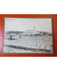 Photo Société Française d'Exploitations Forestières Oran Algérie 1913