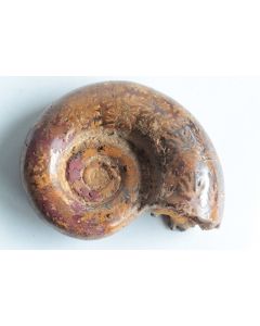 Fossile Ammonite Puzosia 87 mm