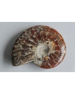 Fossile Ammonite Cléonicéras 96 mm