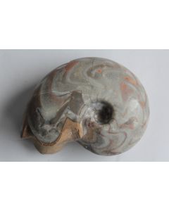 Fossile Goniatite Manticoceras sinuosum 93 mm