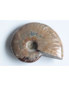 Fossile Ammonite Cléonicéras polie nacrée rouge
