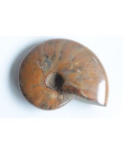 Fossile Ammonite Cléonicéras polie nacrée rouge