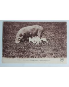 CPA Scènes champêtres belle famille Cochon Truie Le Gerbier des Joncs