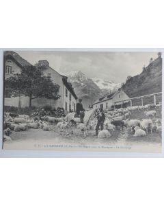 CPA Lozère Hautes-Pyrénées Gavarnie Le départ pour la montagne Moutons