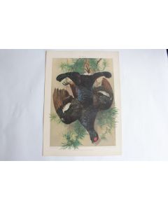 Estampe Grouse noire Journal décoration Paul Wagner 1900