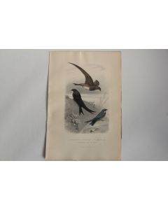 Gravure BUFFON Martinet Hirondelle Oiseaux XIXe siècle