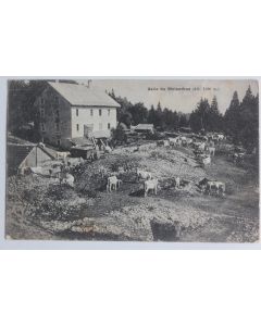 CPA Suisse Asile du Molendruz Vaches