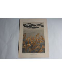 Estampe Poissons et algues Journal décoration G. Heilmann 1900