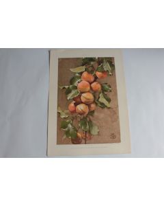 Estampe Abricots Journal décoration G. Sturm 1900