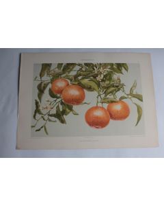Estampe Oranges Journal décoration G. Sturm 1900