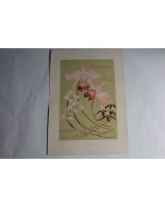Estampe Orchidée Journal décoration E. Benedictus 1900