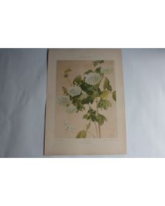 Estampe Hortensia Journal décoration J. Habert-Dys 1900