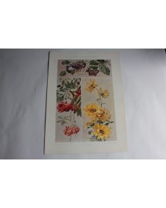 Estampe Tournesol Sorbier vigne de cloche Journal décoration Oskar Haebler 1900