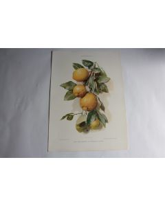 Estampe Citrons Journal décoration G. Sturm 1900