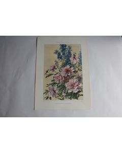 Estampe Pivoines et delphiniums Journal décoration G. Maschke 1900