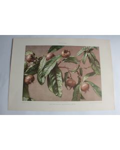 Estampe Figues Journal décoration G. Sturm 1900
