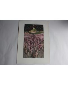 Estampe Paysage décoratif Journal décoration Franz Waldraff 1900