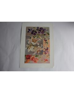Estampe Capucine-vesce- lys-clématite Journal décoration Oskar Haebler 1900