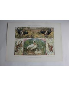 Estampe Oiseaux sauvages Pastorale Journal décoration G. Sturm 1900