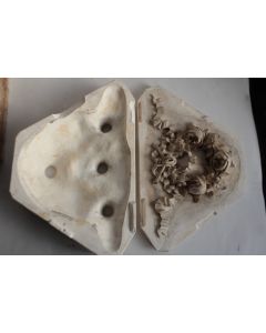 Matrice Moule plâtre de staffeur Ornement Roses