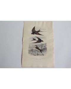Gravure BUFFON Hirondelle Oiseaux XIXe siècle