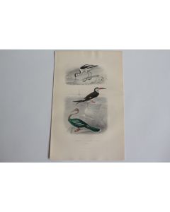 Gravure BUFFON Avocette Bec en ciseaux Anhinga Oiseaux XIXe siècle
