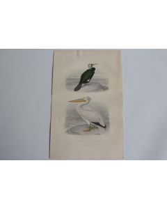 Gravure BUFFON Cormoran Pélican Oiseaux XIXe siècle