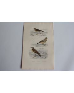 Gravure BUFFON Alouette Cochevis Calandre Oiseaux XIXe siècle