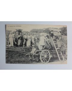 CPA Suisse Scènes Vaudoise n°5146 Au temps des vendanges