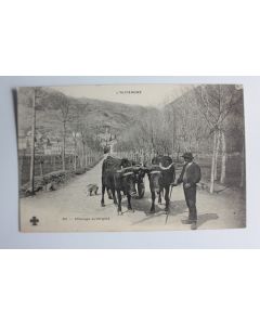CPA France Auvergne n°80 Attelage auvergnat 