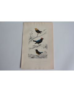 Gravure BUFFON Manakin Tigé Oiseaux XIXe siècle