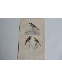 Gravure BUFFON Moineau Friquet Beaumarquet Oiseaux XIXe siècle