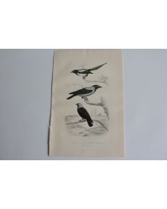 Gravure BUFFON Pie Corneille mantelée Choucas Oiseaux XIXe siècle